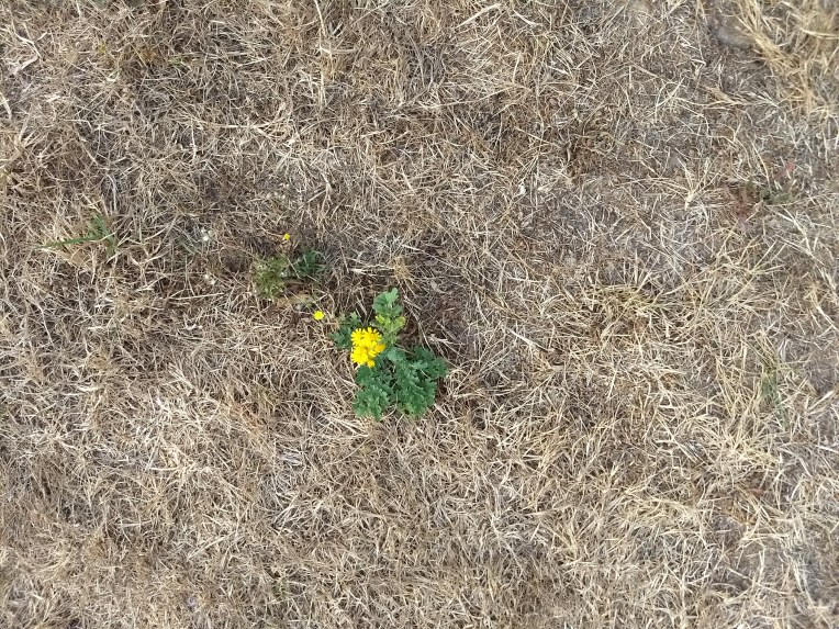 IMG_20180721_084533630